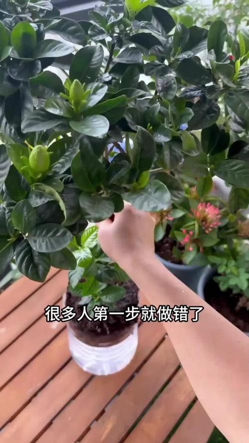 栀子黄叶掉花苞，栀子黄叶掉花苞怎么救治