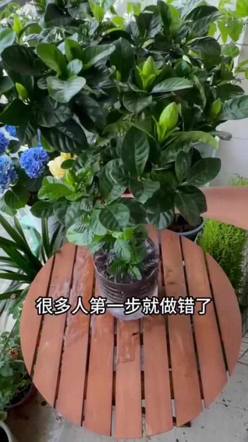 栀子黄叶掉花苞，栀子黄叶掉花苞怎么救治-第2张图片-优品飞百科