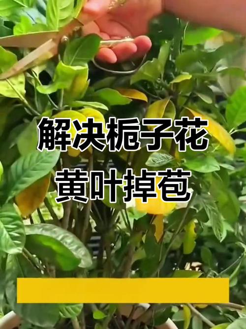 栀子黄叶掉花苞，栀子黄叶掉花苞怎么救治-第3张图片-优品飞百科