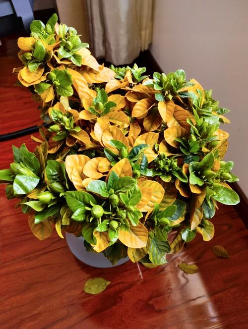 栀子黄叶掉花苞，栀子黄叶掉花苞怎么救治-第4张图片-优品飞百科