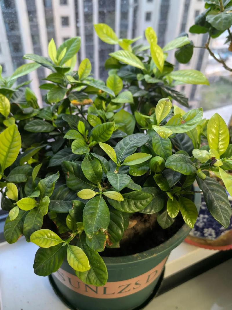 栀子黄叶掉花苞，栀子黄叶掉花苞怎么救治-第5张图片-优品飞百科