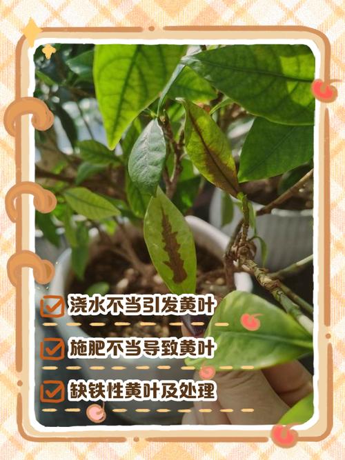 栀子黄叶掉花苞，栀子黄叶掉花苞怎么救治-第6张图片-优品飞百科