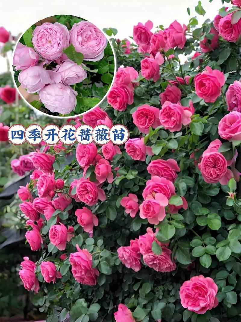 峨眉蔷薇的繁殖方式？峨眉蔷薇的花语？-第2张图片-优品飞百科