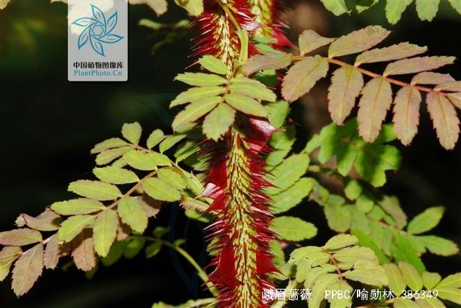 峨眉蔷薇的繁殖方式？峨眉蔷薇的花语？-第4张图片-优品飞百科