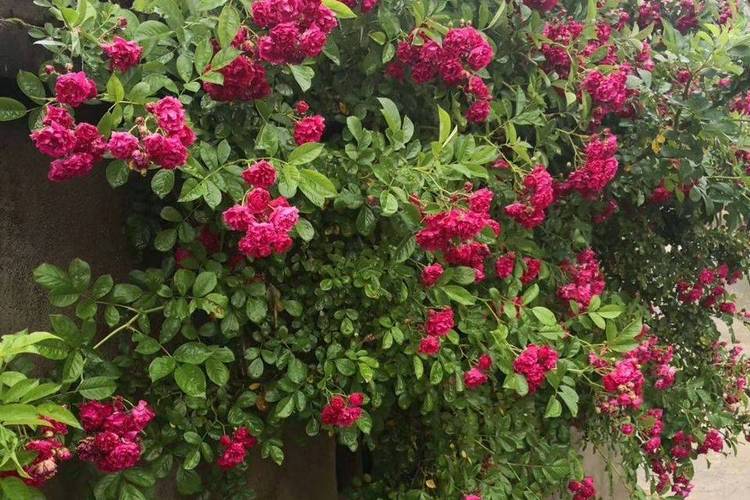 峨眉蔷薇的繁殖方式？峨眉蔷薇的花语？-第5张图片-优品飞百科