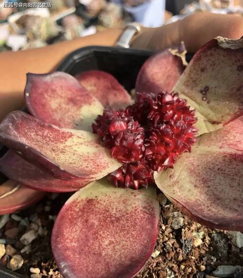 关于多肉砍头苗如何发根的信息