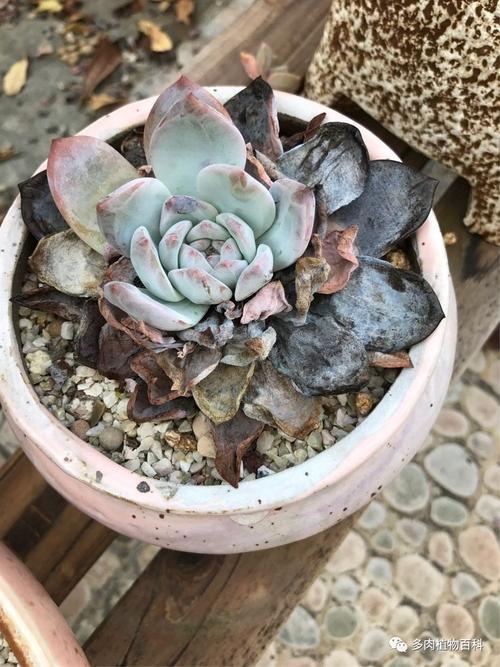 关于多肉砍头苗如何发根的信息-第2张图片-优品飞百科