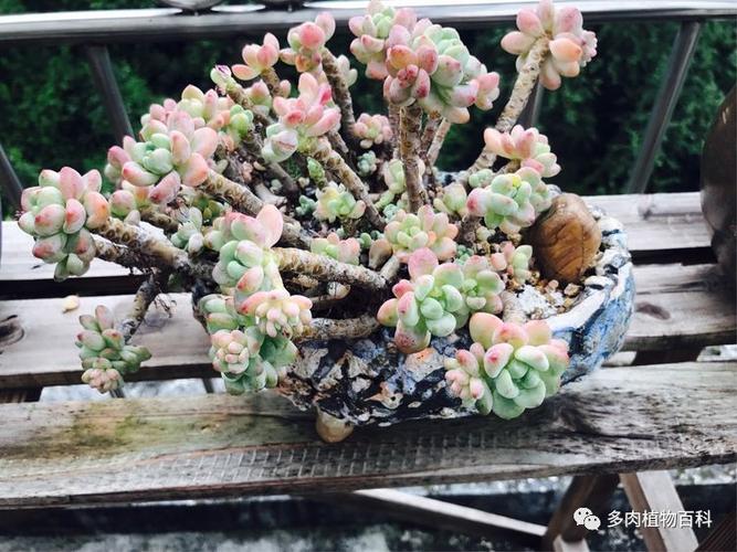 关于多肉砍头苗如何发根的信息-第3张图片-优品飞百科