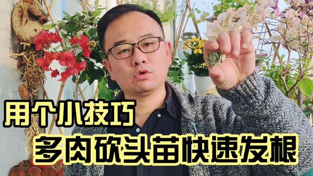 关于多肉砍头苗如何发根的信息-第4张图片-优品飞百科
