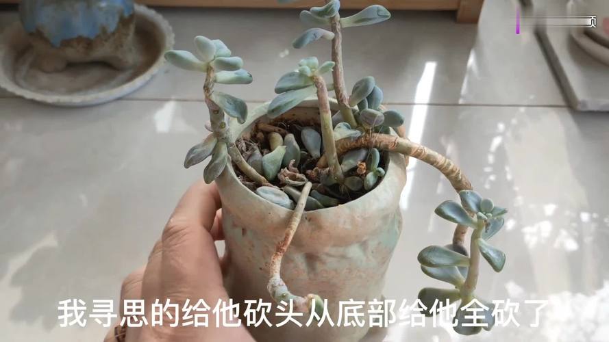 关于多肉砍头苗如何发根的信息-第5张图片-优品飞百科