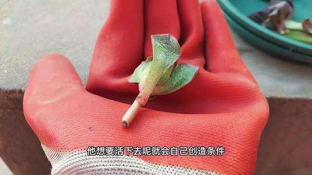 关于多肉砍头苗如何发根的信息-第6张图片-优品飞百科