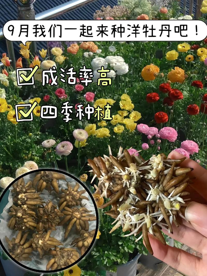 花毛茛怎么繁殖，花毛茛如何繁殖