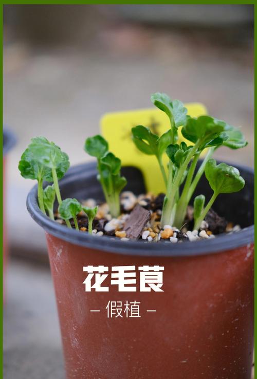 花毛茛怎么繁殖，花毛茛如何繁殖-第3张图片-优品飞百科