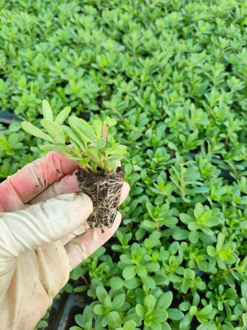 花毛茛怎么繁殖，花毛茛如何繁殖-第2张图片-优品飞百科