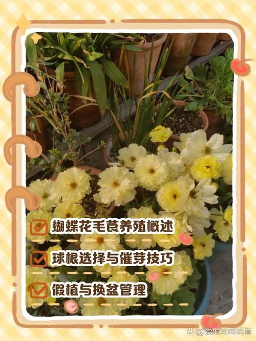 花毛茛怎么繁殖，花毛茛如何繁殖-第4张图片-优品飞百科