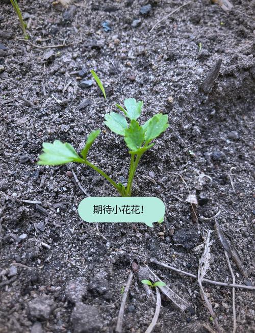 花毛茛怎么繁殖，花毛茛如何繁殖-第5张图片-优品飞百科