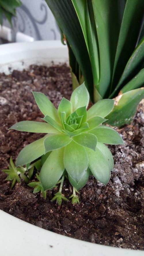 屋卷绢修剪时间？卷绢怎么养？