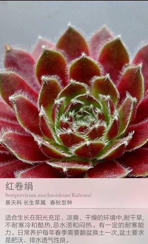 屋卷绢修剪时间？卷绢怎么养？-第2张图片-优品飞百科