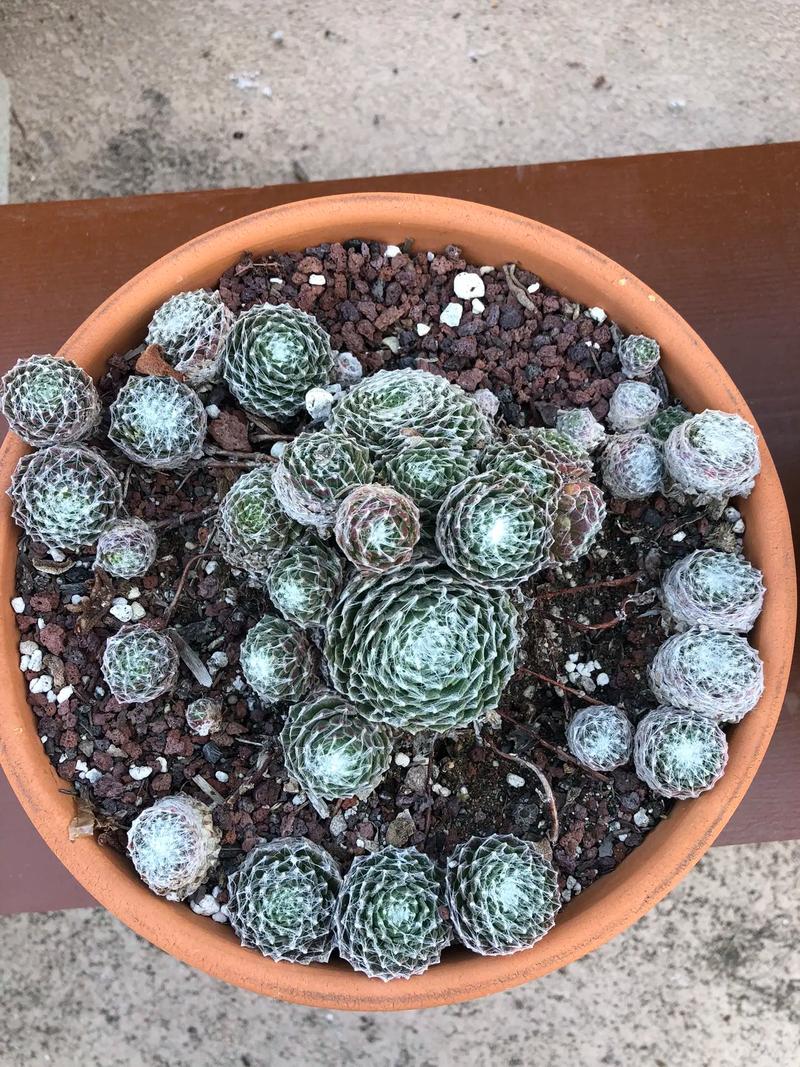 屋卷绢修剪时间？卷绢怎么养？-第3张图片-优品飞百科