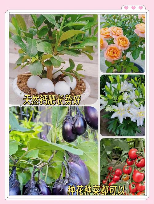 1碗蛋壳1斤西红柿?1碗蛋壳1斤西红柿放多少盐?-第2张图片-优品飞百科 1碗蛋壳1斤西红柿?1碗蛋壳1斤西红柿放多少盐?-第2张图片-优品飞百科