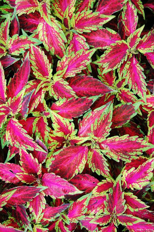 彩叶植物有哪些？彩叶植物图片及名称？-第1张图片-优品飞百科