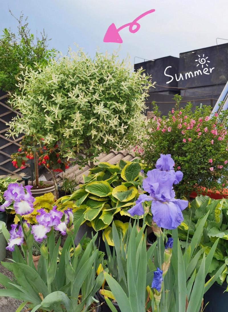 彩叶植物有哪些？彩叶植物图片及名称？-第2张图片-优品飞百科