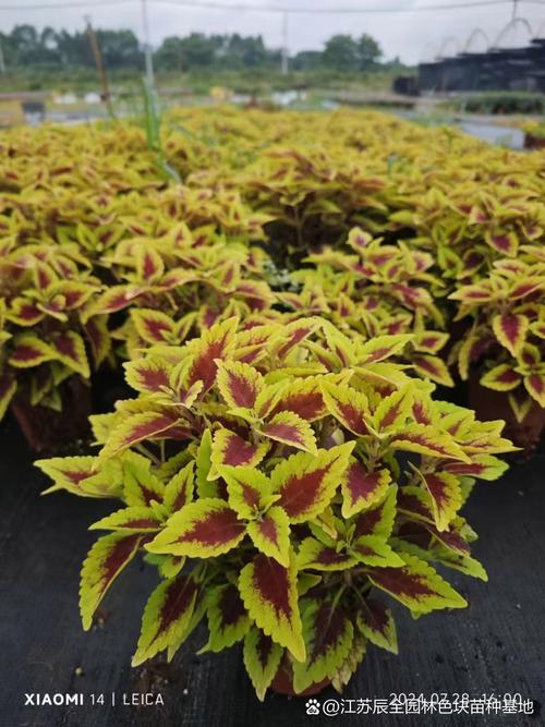 彩叶植物有哪些？彩叶植物图片及名称？-第3张图片-优品飞百科