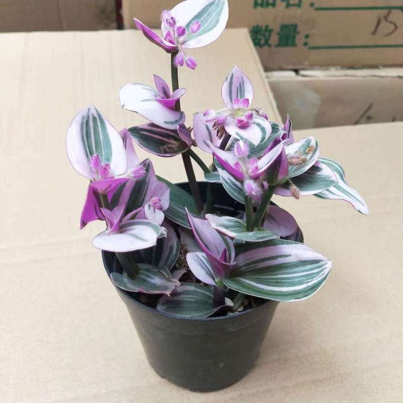 彩叶植物有哪些？彩叶植物图片及名称？-第4张图片-优品飞百科