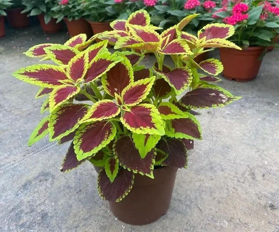 彩叶植物有哪些？彩叶植物图片及名称？-第5张图片-优品飞百科