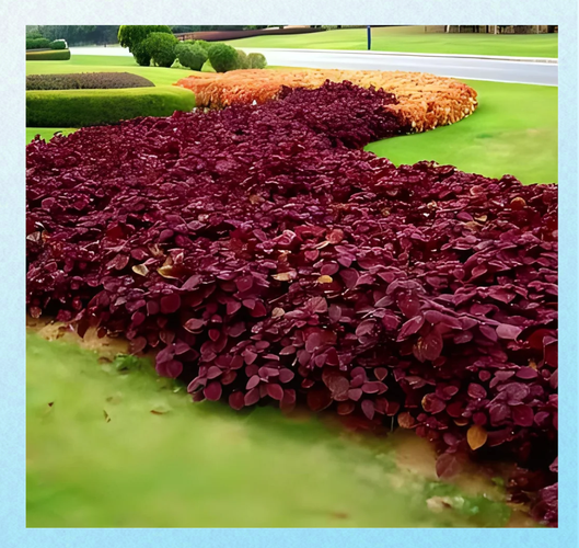 彩叶植物有哪些？彩叶植物图片及名称？-第6张图片-优品飞百科