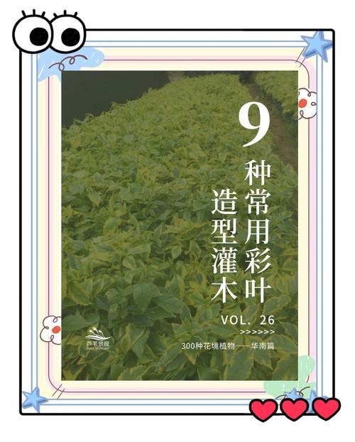 彩叶植物有哪些？彩叶植物图片及名称？-第7张图片-优品飞百科