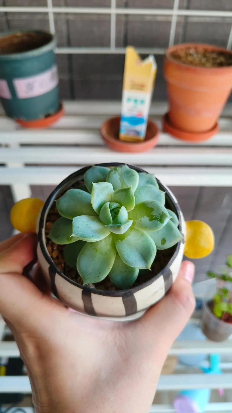 多肉服盆期怎么浇水，多肉服盆期怎样浇水