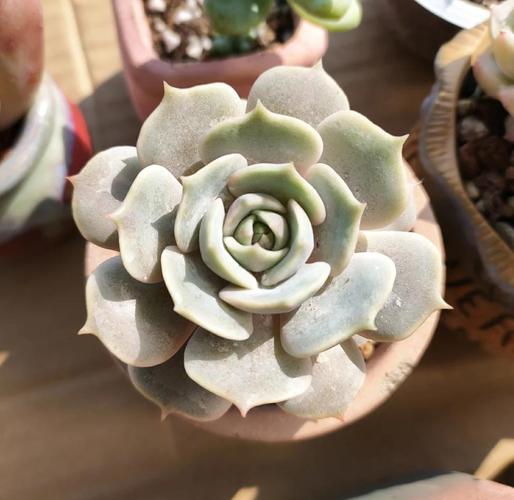 多肉服盆期怎么浇水，多肉服盆期怎样浇水-第2张图片-优品飞百科