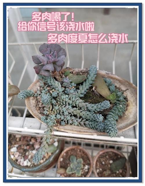 多肉服盆期怎么浇水，多肉服盆期怎样浇水-第4张图片-优品飞百科