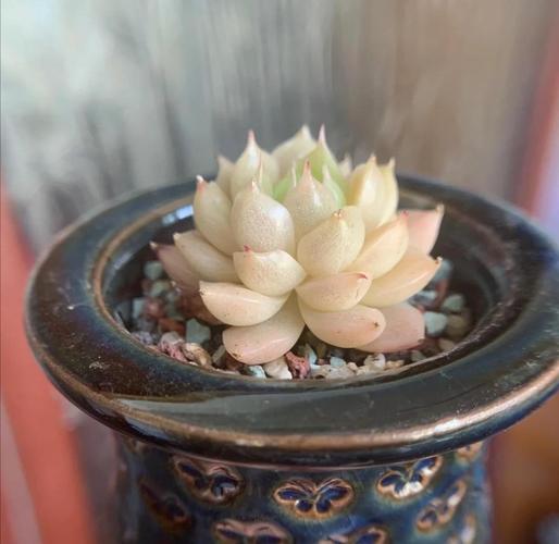 多肉服盆期怎么浇水，多肉服盆期怎样浇水-第5张图片-优品飞百科