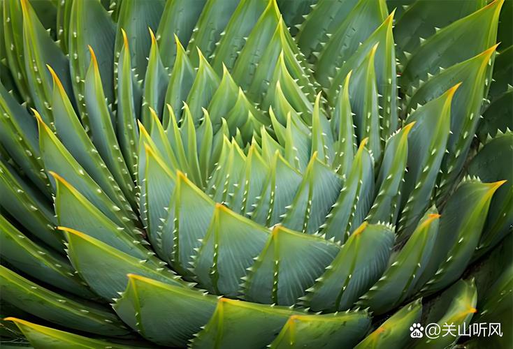 龙舌兰如何过冬?龙舌兰冬天怕冷吗?-第3张图片-优品飞百科 龙舌兰如何过冬?龙舌兰冬天怕冷吗?-第3张图片-优品飞百科