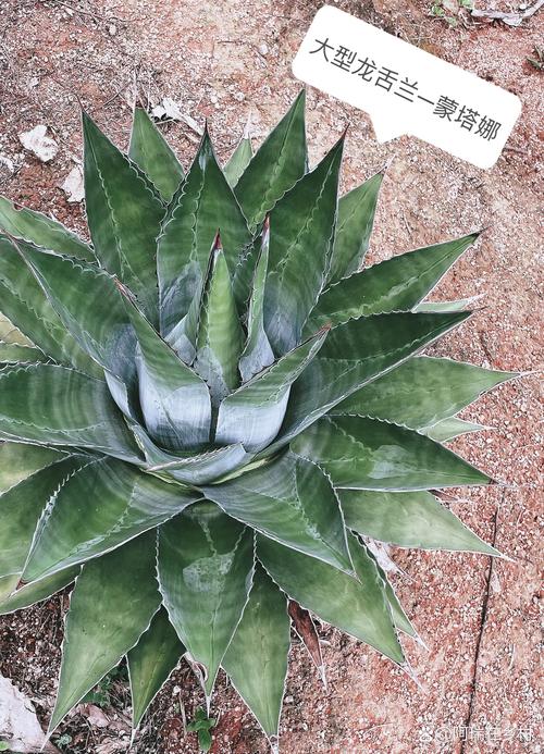 龙舌兰如何过冬?龙舌兰冬天怕冷吗?-第4张图片-优品飞百科 龙舌兰如何过冬?龙舌兰冬天怕冷吗?-第4张图片-优品飞百科