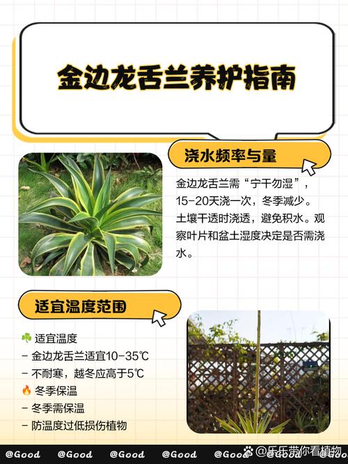 龙舌兰如何过冬?龙舌兰冬天怕冷吗?-第6张图片-优品飞百科 龙舌兰如何过冬?龙舌兰冬天怕冷吗?-第6张图片-优品飞百科