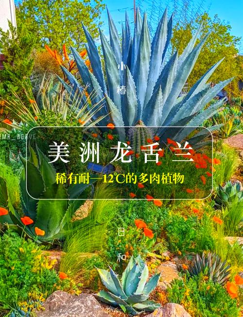 龙舌兰如何过冬?龙舌兰冬天怕冷吗?-第7张图片-优品飞百科 龙舌兰如何过冬?龙舌兰冬天怕冷吗?-第7张图片-优品飞百科