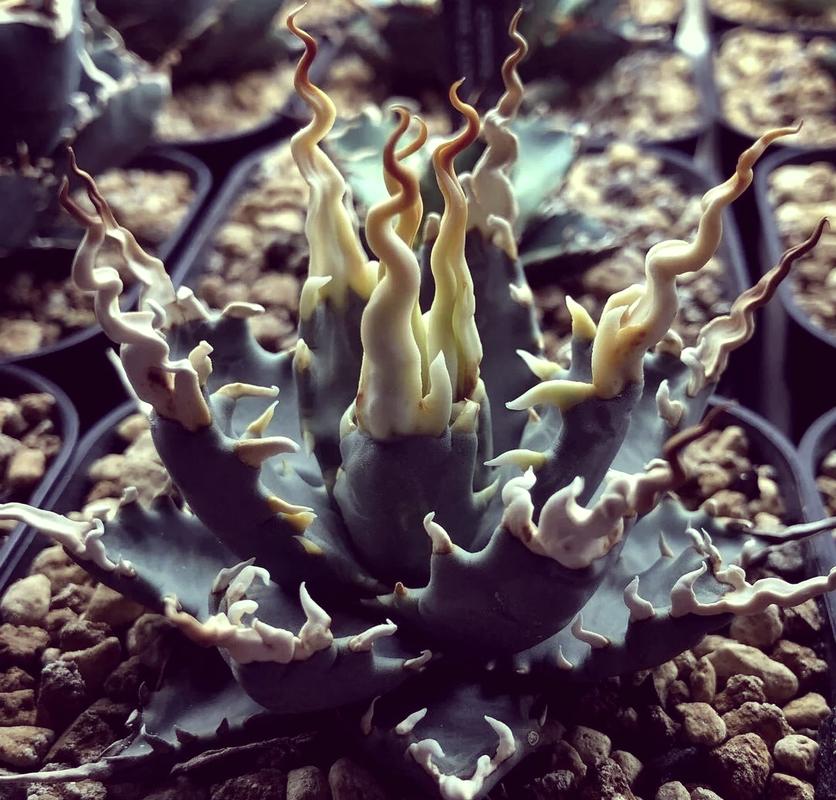 龙舌兰如何过冬?龙舌兰冬天怕冷吗?-第8张图片-优品飞百科 龙舌兰如何过冬?龙舌兰冬天怕冷吗?-第8张图片-优品飞百科