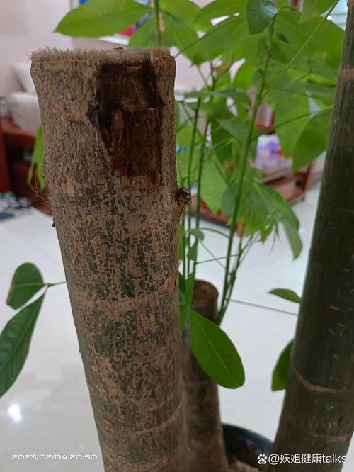 发财树皮烂了如何补救？发财树皮烂了怎么补救？