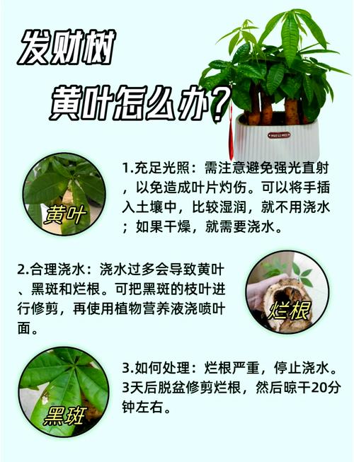 发财树皮烂了如何补救？发财树皮烂了怎么补救？-第2张图片-优品飞百科