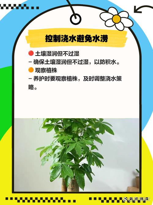 发财树皮烂了如何补救？发财树皮烂了怎么补救？-第3张图片-优品飞百科