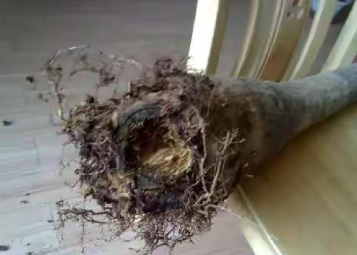 发财树皮烂了如何补救？发财树皮烂了怎么补救？-第4张图片-优品飞百科