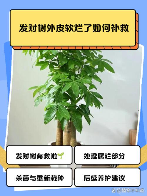 发财树皮烂了如何补救？发财树皮烂了怎么补救？-第5张图片-优品飞百科