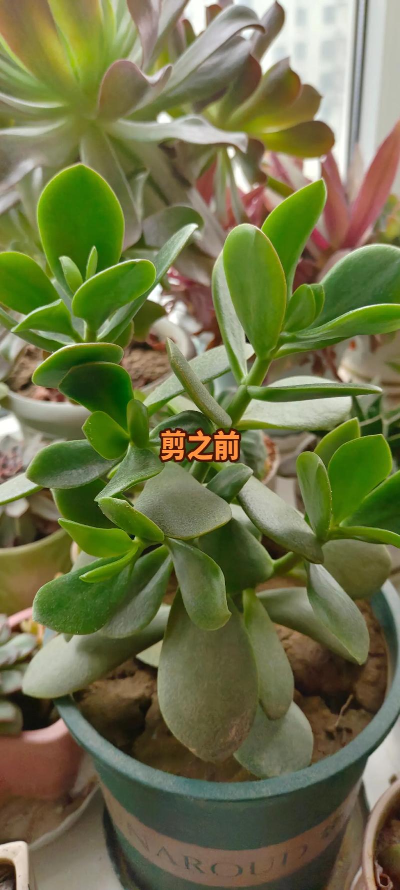 玉树修剪的最佳时间，玉树啥时间修剪