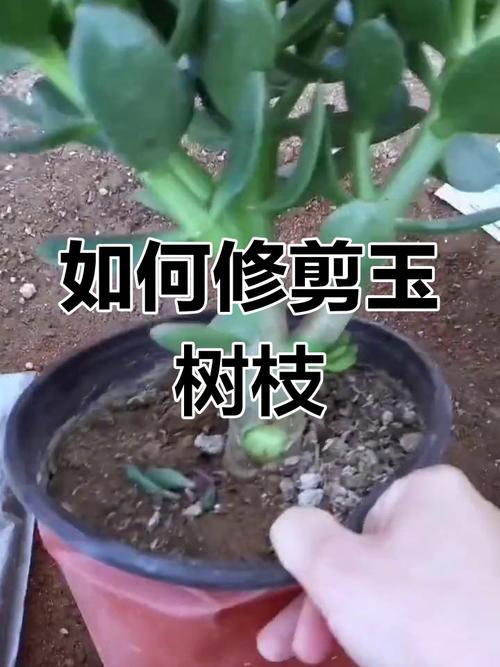 玉树修剪的最佳时间，玉树啥时间修剪-第2张图片-优品飞百科