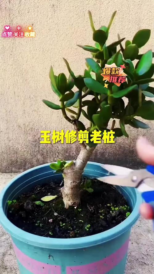 玉树修剪的最佳时间，玉树啥时间修剪-第3张图片-优品飞百科