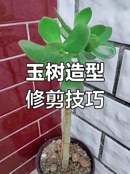 玉树修剪的最佳时间，玉树啥时间修剪-第4张图片-优品飞百科