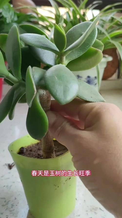 玉树修剪的最佳时间，玉树啥时间修剪-第5张图片-优品飞百科